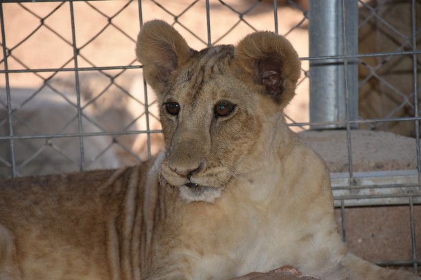Foto - Bu haberimiz aslan severlere gelsin! 500 dönümlük alan tahsisi...
