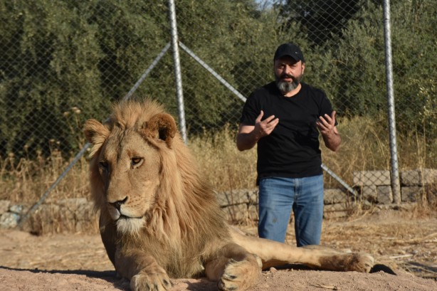 Foto - Bu haberimiz aslan severlere gelsin! 500 dönümlük alan tahsisi...