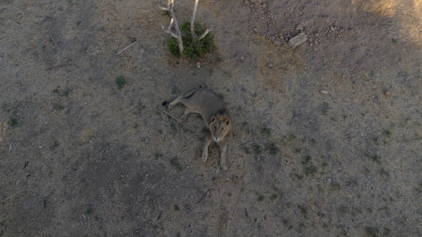 Bu haberimiz aslan severlere gelsin! 500 dönümlük alan tahsisi...