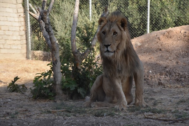 Foto - Bu haberimiz aslan severlere gelsin! 500 dönümlük alan tahsisi...