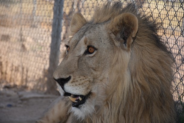 Foto - Bu haberimiz aslan severlere gelsin! 500 dönümlük alan tahsisi...