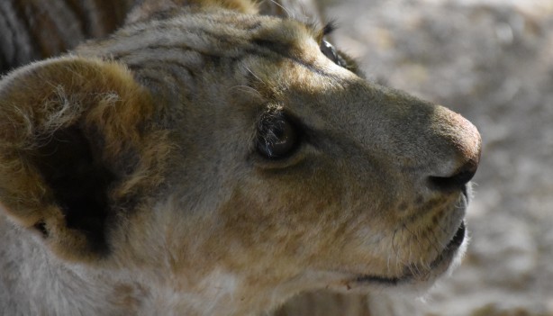 Foto - Bu haberimiz aslan severlere gelsin! 500 dönümlük alan tahsisi...