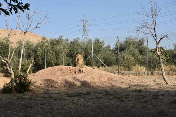 Foto - Bu haberimiz aslan severlere gelsin! 500 dönümlük alan tahsisi...