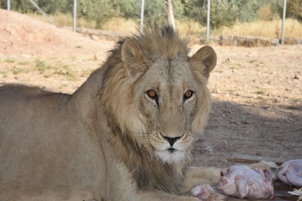 Foto - Bu haberimiz aslan severlere gelsin! 500 dönümlük alan tahsisi...