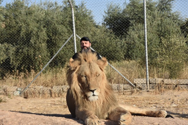 Foto - Bu haberimiz aslan severlere gelsin! 500 dönümlük alan tahsisi...