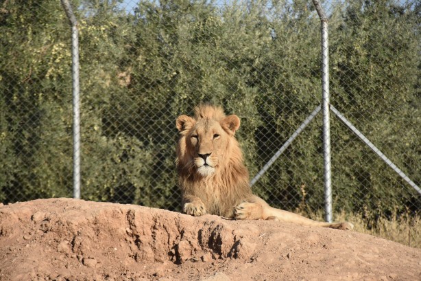 Foto - Bu haberimiz aslan severlere gelsin! 500 dönümlük alan tahsisi...