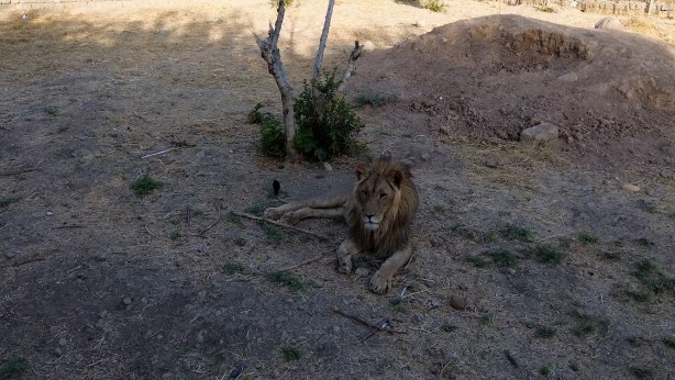 Foto - Bu haberimiz aslan severlere gelsin! 500 dönümlük alan tahsisi...