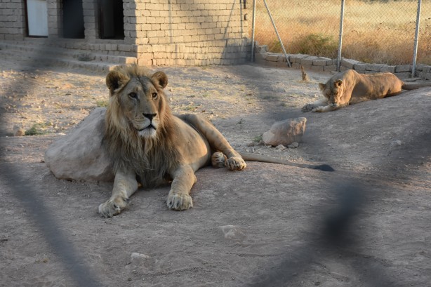 Foto - Bu haberimiz aslan severlere gelsin! 500 dönümlük alan tahsisi...
