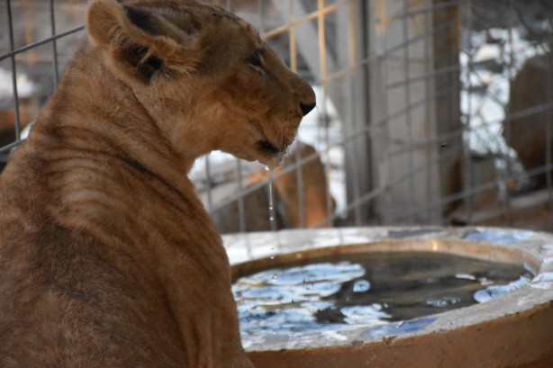 Foto - Bu haberimiz aslan severlere gelsin! 500 dönümlük alan tahsisi...