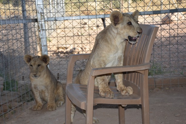 Foto - Bu haberimiz aslan severlere gelsin! 500 dönümlük alan tahsisi...