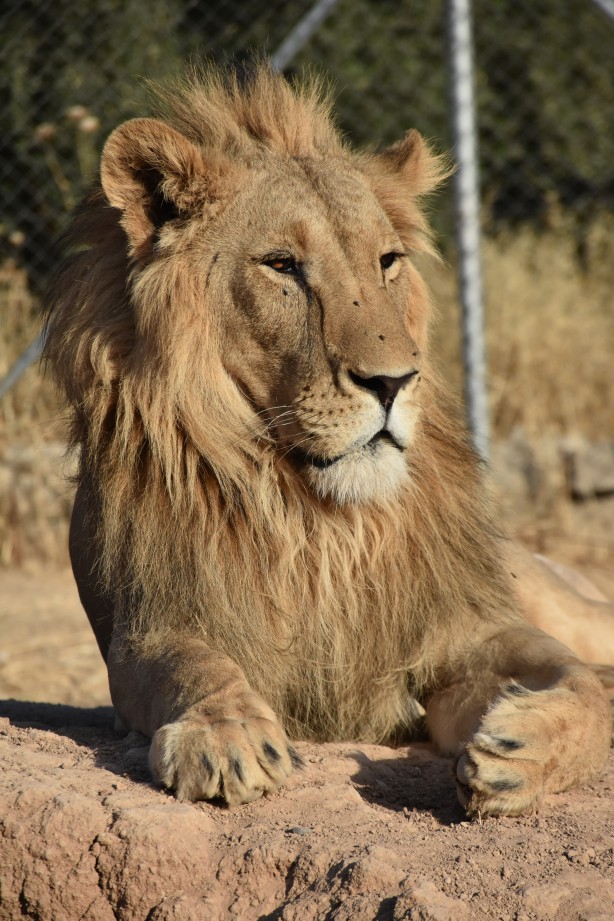 Foto - Bu haberimiz aslan severlere gelsin! 500 dönümlük alan tahsisi...