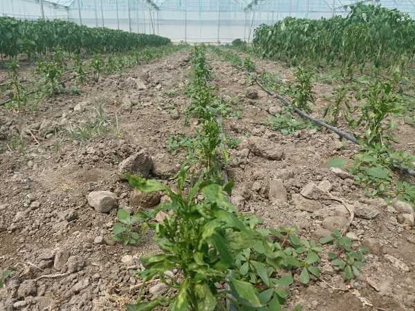 Foto - Bu hastalığa çare bulamıyorlar!