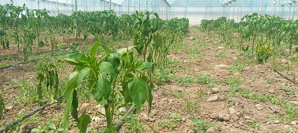 Foto - Bu hastalığa çare bulamıyorlar!