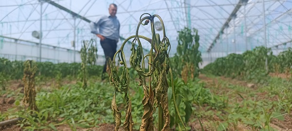 Foto - Bu hastalığa çare bulamıyorlar!