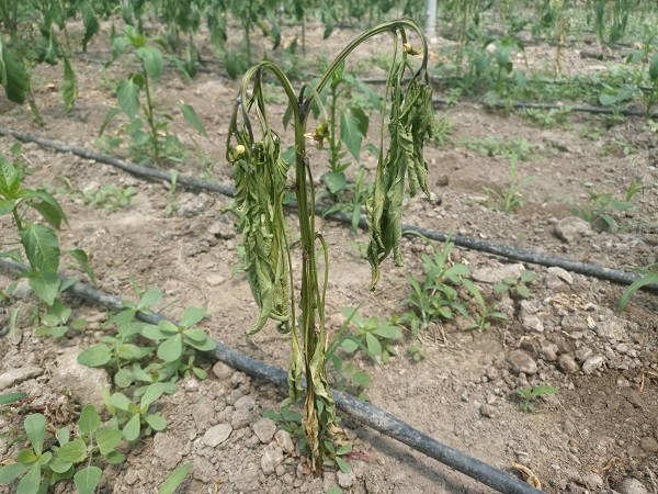 Foto - Bu hastalığa çare bulamıyorlar!