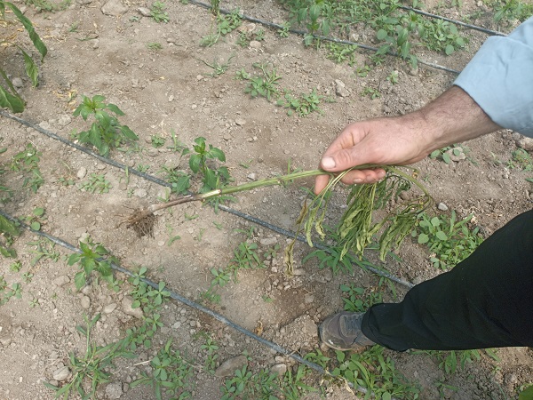 Foto - Bu hastalığa çare bulamıyorlar!