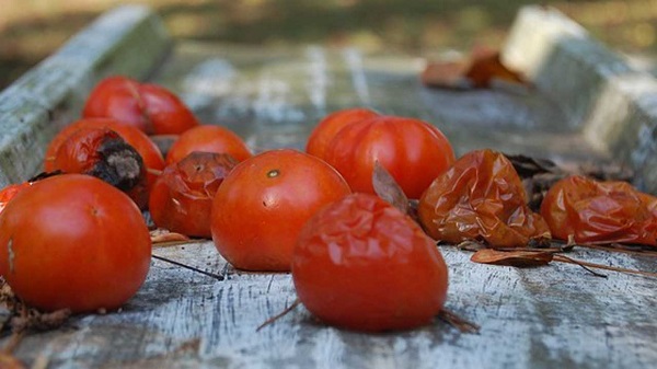 Bu hatayı sakın yapmayın! Çürük domatesleri sakın atmayın