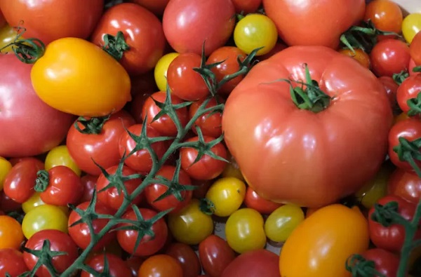 Foto - Bu hatayı sakın yapmayın! Çürük domatesleri sakın atmayın