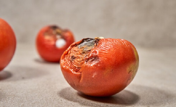 Foto - Bu hatayı sakın yapmayın! Çürük domatesleri sakın atmayın