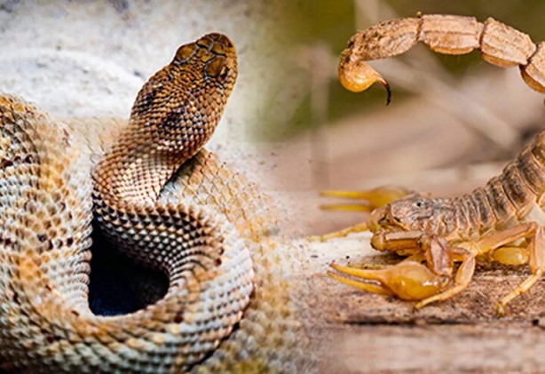 Foto - Bu hatayı yapanın işi biter! Bir damla zehri bile öldürmeye yetiyor