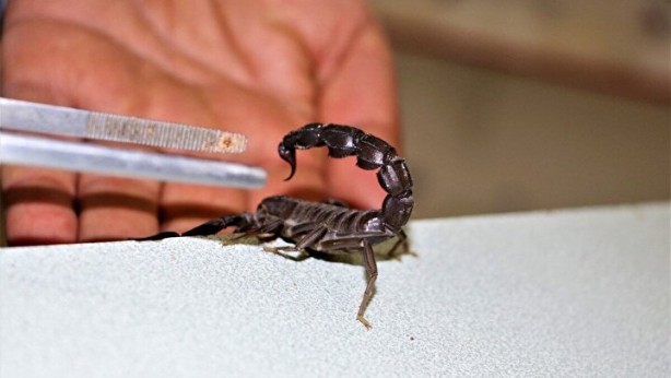 Foto - Bu hatayı yapanın işi biter! Bir damla zehri bile öldürmeye yetiyor