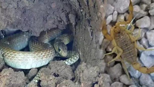 Foto - Bu hatayı yapanın işi biter! Bir damla zehri bile öldürmeye yetiyor