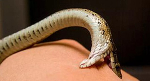 Foto - Bu hatayı yapanın işi biter! Bir damla zehri bile öldürmeye yetiyor