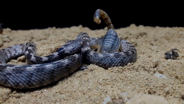 Bu hatayı yapanın işi biter! Bir damla zehri bile öldürmeye yetiyor