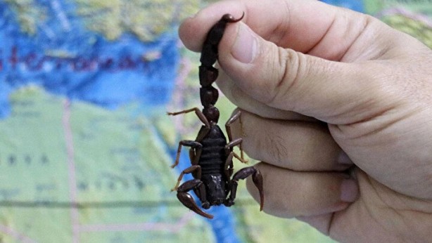 Foto - Bu hatayı yapanın işi biter! Bir damla zehri bile öldürmeye yetiyor