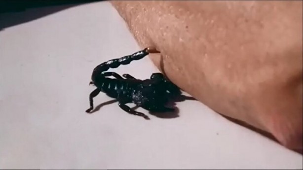 Foto - Bu hatayı yapanın işi biter! Bir damla zehri bile öldürmeye yetiyor