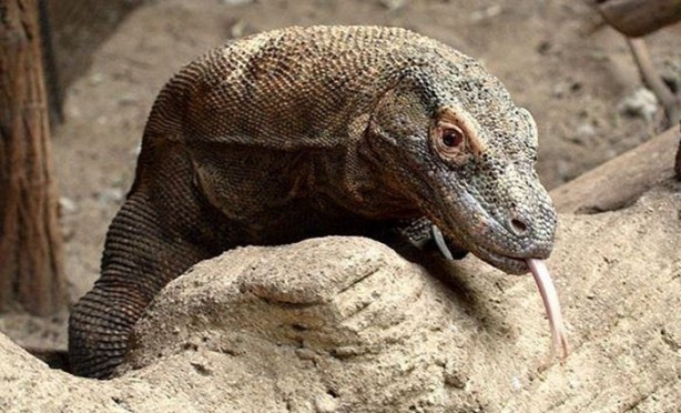 Foto - Bu hayvandan kurtuluş yok!