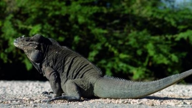 Foto - Bu hayvandan kurtuluş yok!