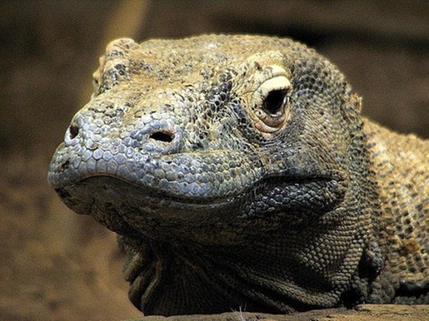 Foto - Bu hayvandan kurtuluş yok!