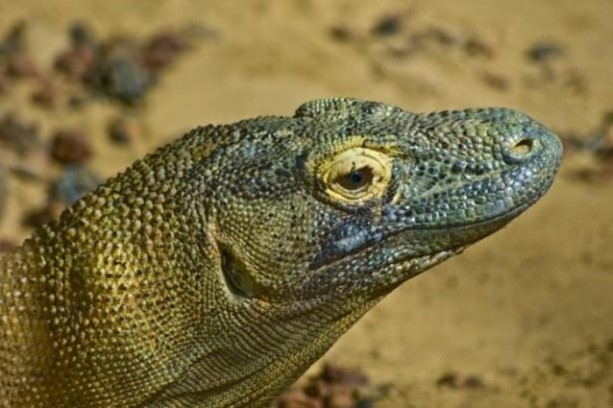 Foto - Bu hayvandan kurtuluş yok!