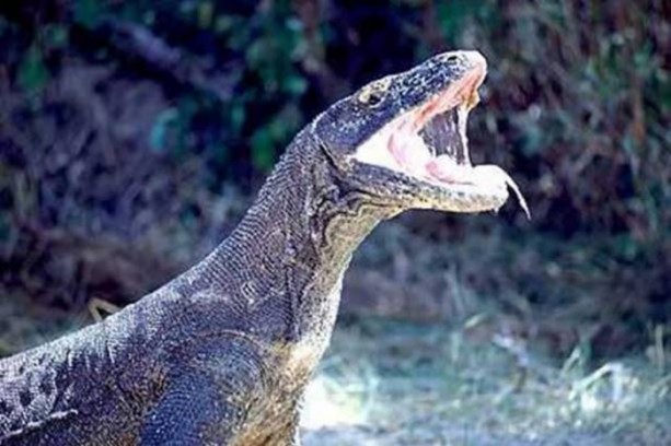 Foto - Bu hayvandan kurtuluş yok!