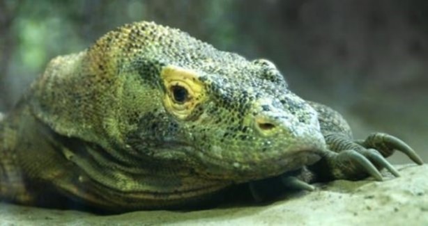 Foto - Bu hayvandan kurtuluş yok!