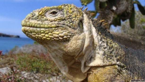 Foto - Bu hayvandan kurtuluş yok!