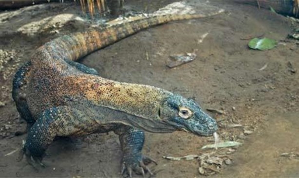 Foto - Bu hayvandan kurtuluş yok!