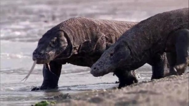 Foto - Bu hayvandan kurtuluş yok!