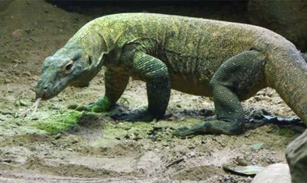 Foto - Bu hayvandan kurtuluş yok!