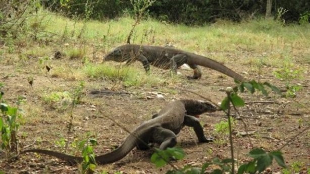 Foto - Bu hayvandan kurtuluş yok!