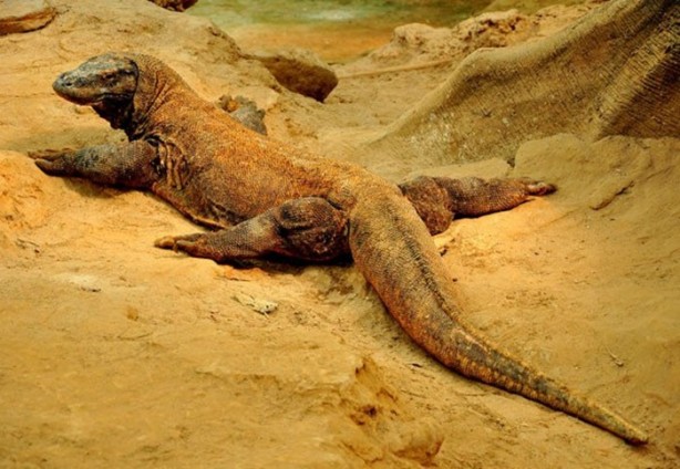 Foto - Bu hayvandan kurtuluş yok!