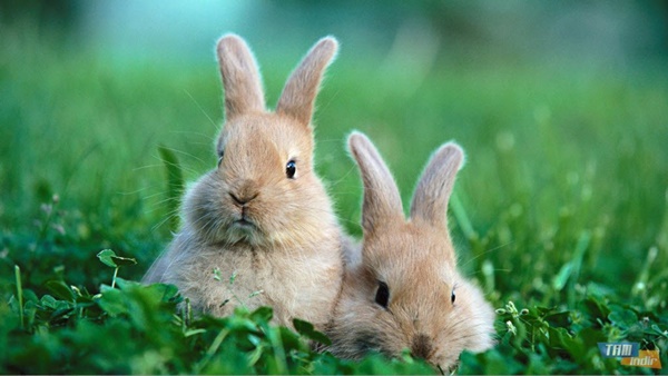 Foto - Bu hayvanlar başını çevirmeden arkasını da görebiliyor