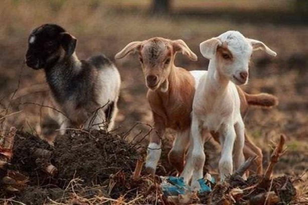 Foto - Bu hayvanlar kansere yakalanmıyor!