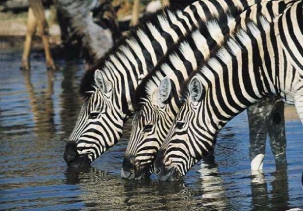 Foto - Bu hayvanlar kansere yakalanmıyor!