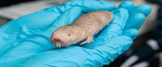 Foto - Bu hayvanlar kansere yakalanmıyor!
