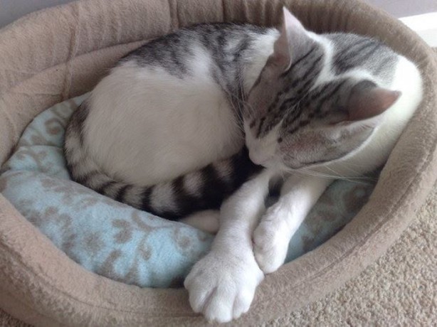 Foto - Bu hayvanları arı sokmuş!