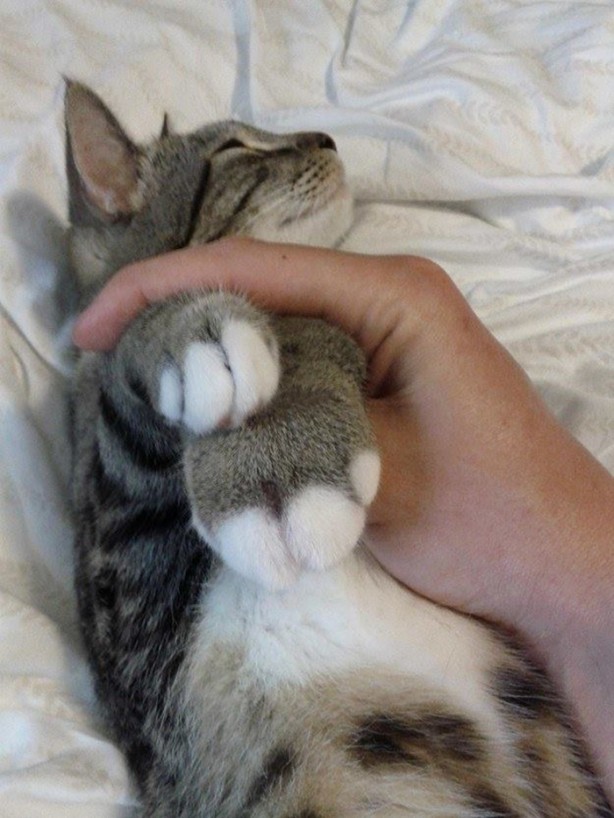 Foto - Bu hayvanları arı sokmuş!