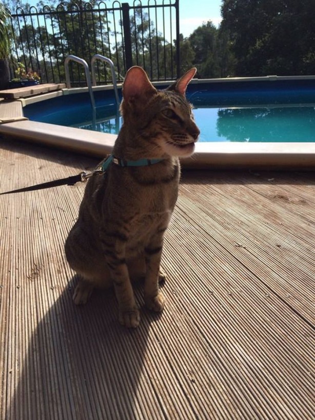 Foto - Bu hayvanları arı sokmuş!