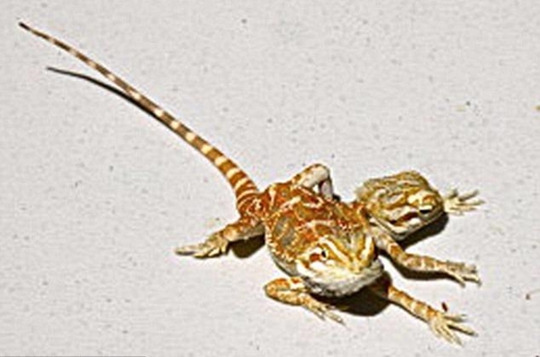 Foto - Bu hayvanların çok ilginç bir özelliği var!